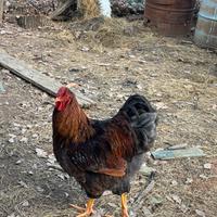 Gallo wyandotte di 8 mesi oro orlo nero