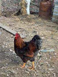 Gallo wyandotte di 8 mesi oro orlo nero