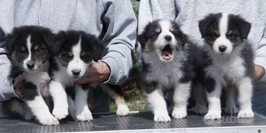 Pastore australiano con pedigree enci