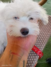 MALTESE femmina bebè, due mesi