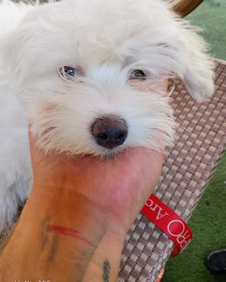 MALTESE femmina bebè, due mesi