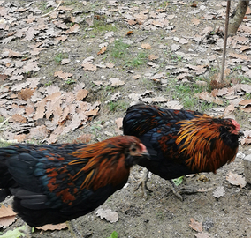 Galli razza Araucana