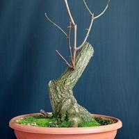Robinia (Robinia pseudoacacia)