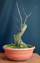 Robinia (Robinia pseudoacacia)