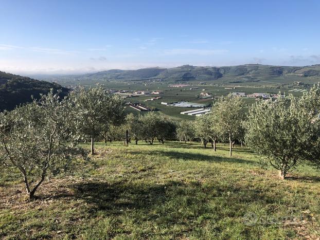 Terreno a Tregnago (VR)