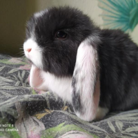 Coniglietti minuscoli