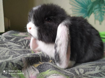 Coniglietti minuscoli