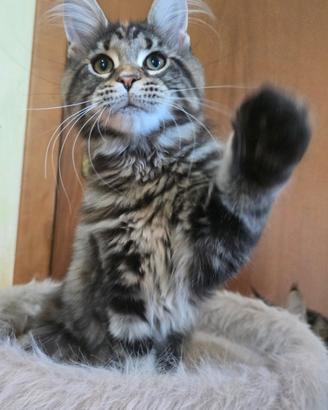 cuccioli maine coon