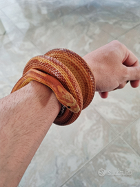 Pantherophis guttatus - Coppia di Serpenti