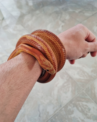 Pantherophis guttatus - Coppia di Serpenti