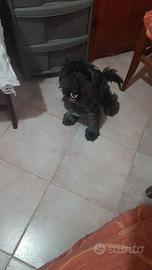 Maltese