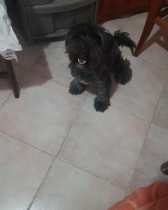 Maltese
