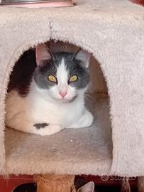 Simpaticissima gattina Adina