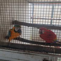 Ara rosso ed altri pappagalli