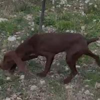 Bracco Tedesco maschio di 6 mesi