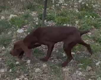 Bracco Tedesco maschio di 6 mesi
