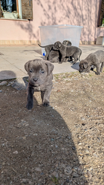 Cuccioli cane corso