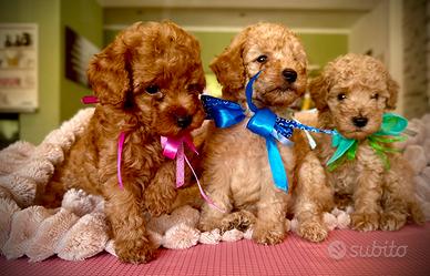 Cuccioli di barboncino Red/Albicocca QUASI PRONTI
