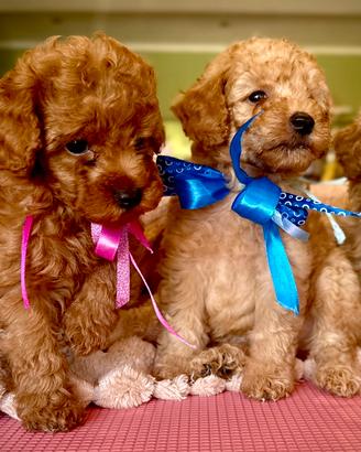 Cuccioli di barboncino Red/Albicocca QUASI PRONTI