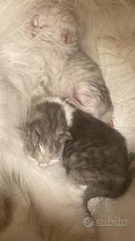 Cuccioli Persiano Cincillà