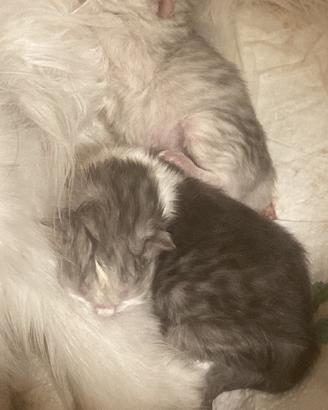 Cuccioli Persiano Cincillà