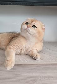 Scottish fold maschio