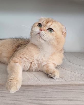 Scottish fold maschio