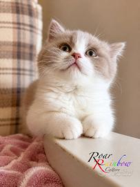 Gattini British Shorthair