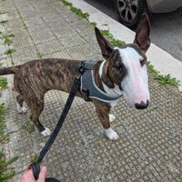 Bull terrier inglese 7 mesi