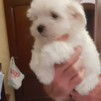 Cuccioli maltese