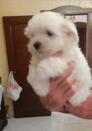 Cuccioli maltese