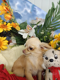 Chihuahua Femminuccia Taglia Molto Piccola