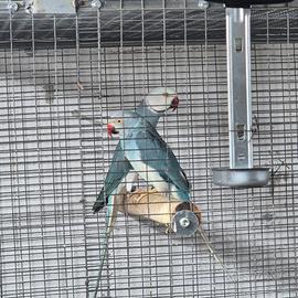 Parrocchetto dal collare cleartail