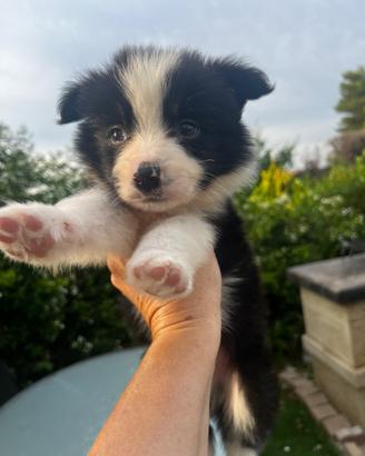 Cucciolo di Border Collie