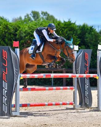 Pony irlandese da salto 14 y.o