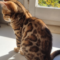 Cuccioli gatto bengala - pedigree Enfi