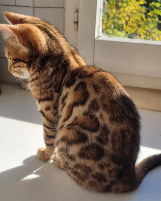 Cuccioli gatto bengala - pedigree Enfi