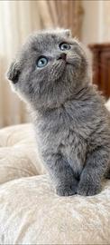 Gattini scottish