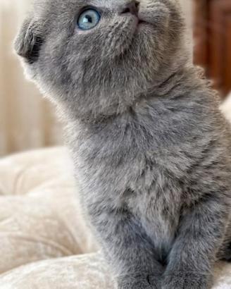 Gattini scottish