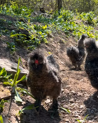 Gallo moroseta