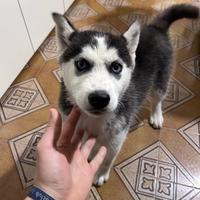Cucciola di husky