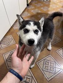 Cucciola di husky