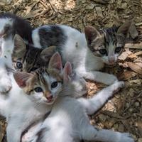 Disponibili 3 gattini carinissimi e per socievoli