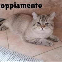 Accoppiamento Scottish straight