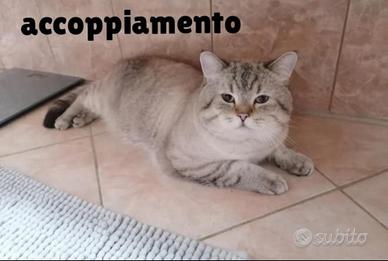 Accoppiamento Scottish straight