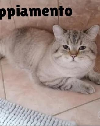 Accoppiamento Scottish straight