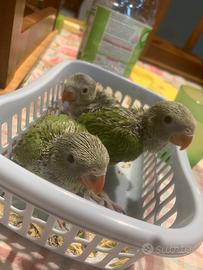 Parrocchetti dal collare