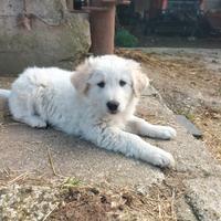 Cuccioli incrocio maremmano