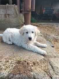 Cuccioli incrocio maremmano