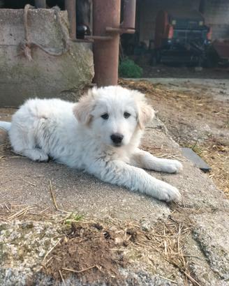 Cuccioli incrocio maremmano